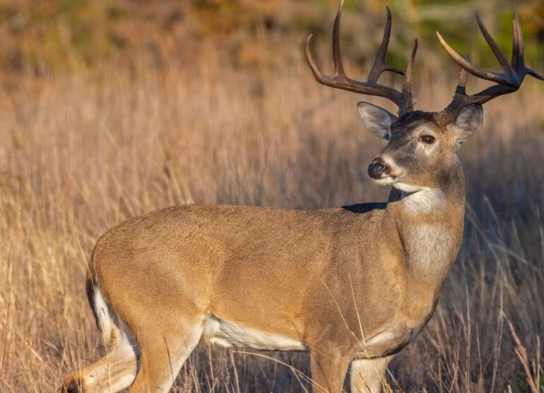 Local wildlife spotting deer in grass
